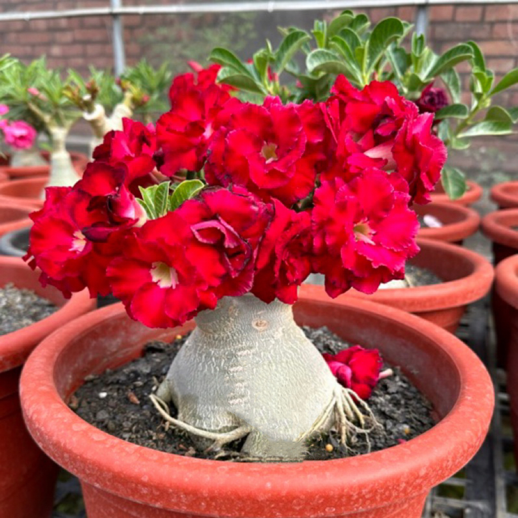 🏜️Desert Rose Seeds: Experience the Beauty of the Desert.