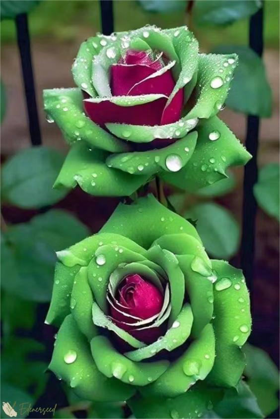 💙BLAUE ZAUBERROSENSAMEN✨