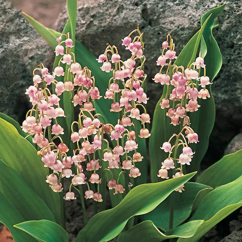 🌸 Lily of the Valley Seeds – A Symbol of Purity & Grace! 🌿