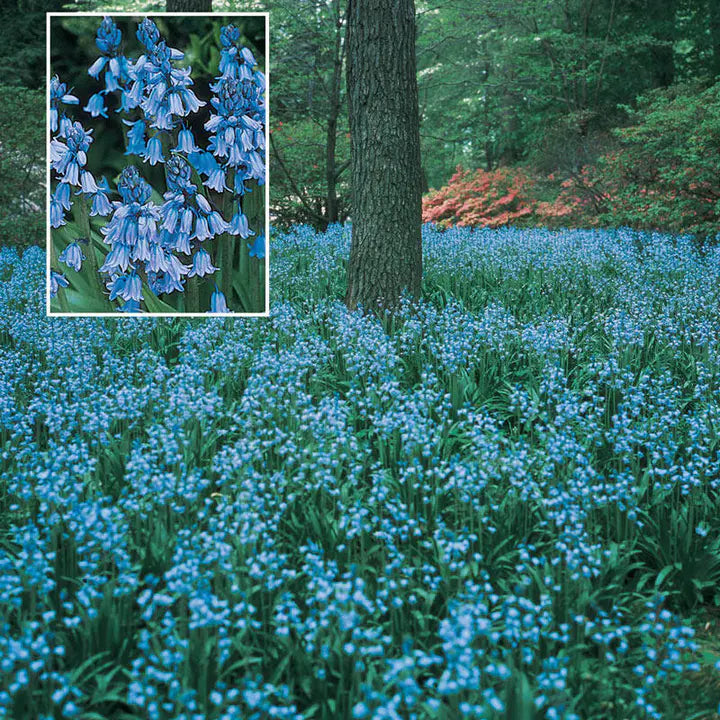 Spanish Bluebells Flower Seeds-chloriseeds