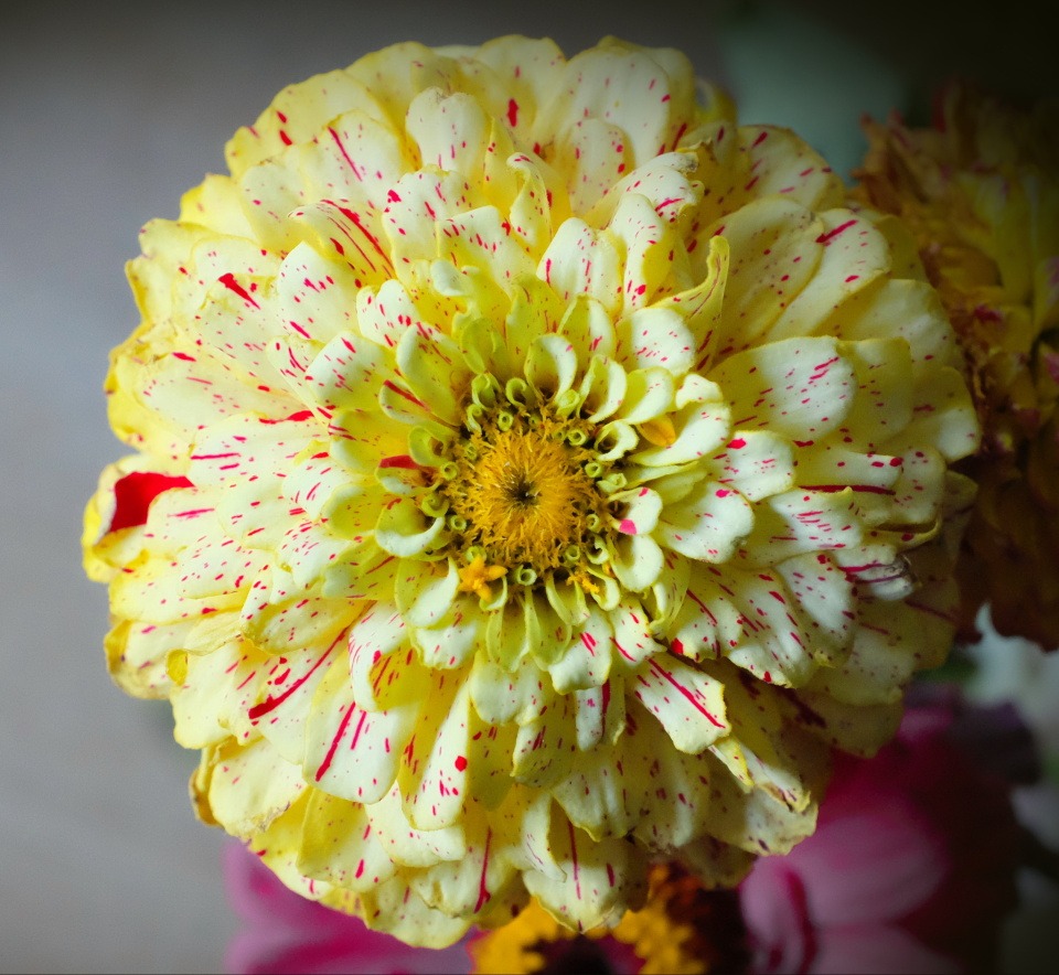 Candy Stripe Zinnia Seeds