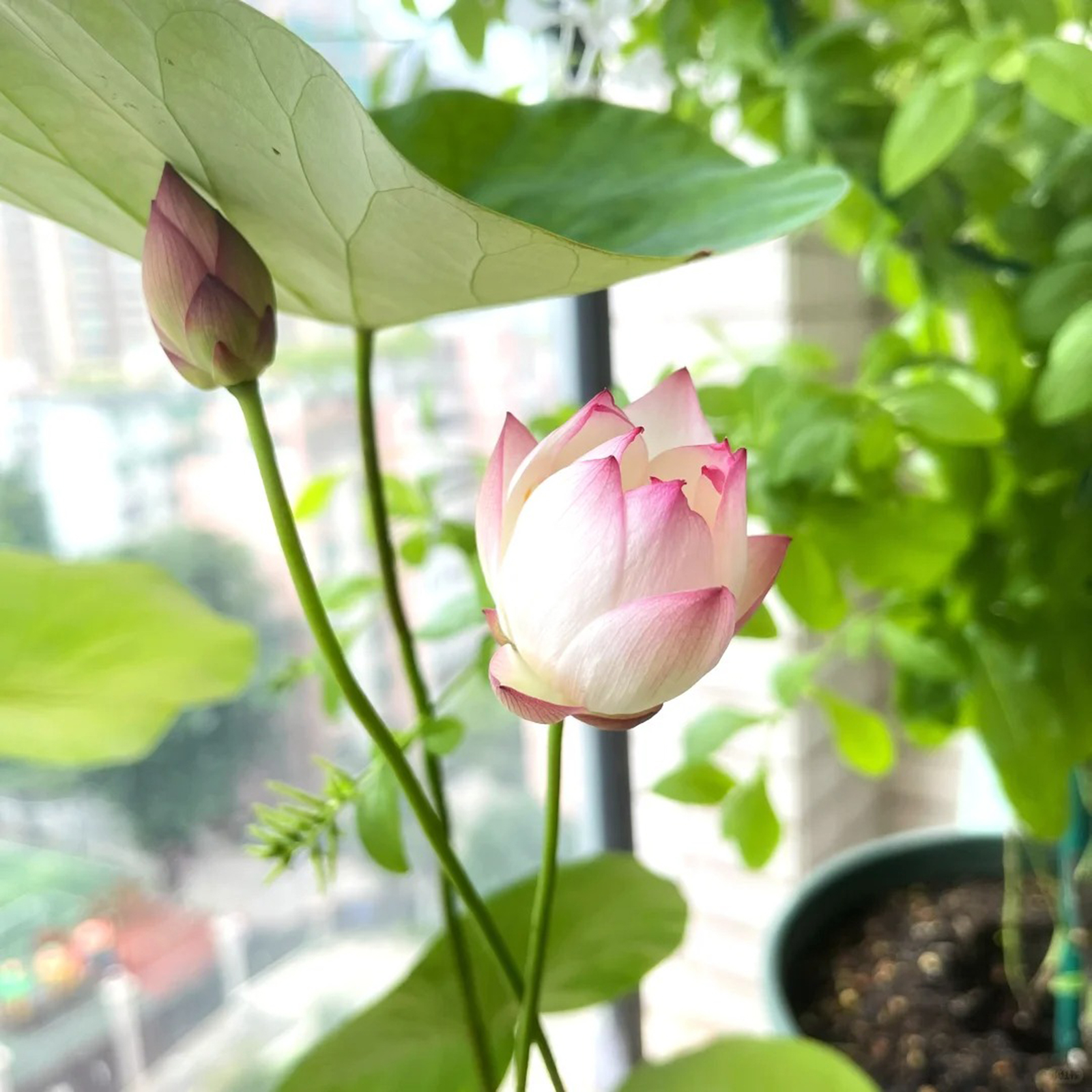 Sacred Bonsai Lotus Flower Seeds