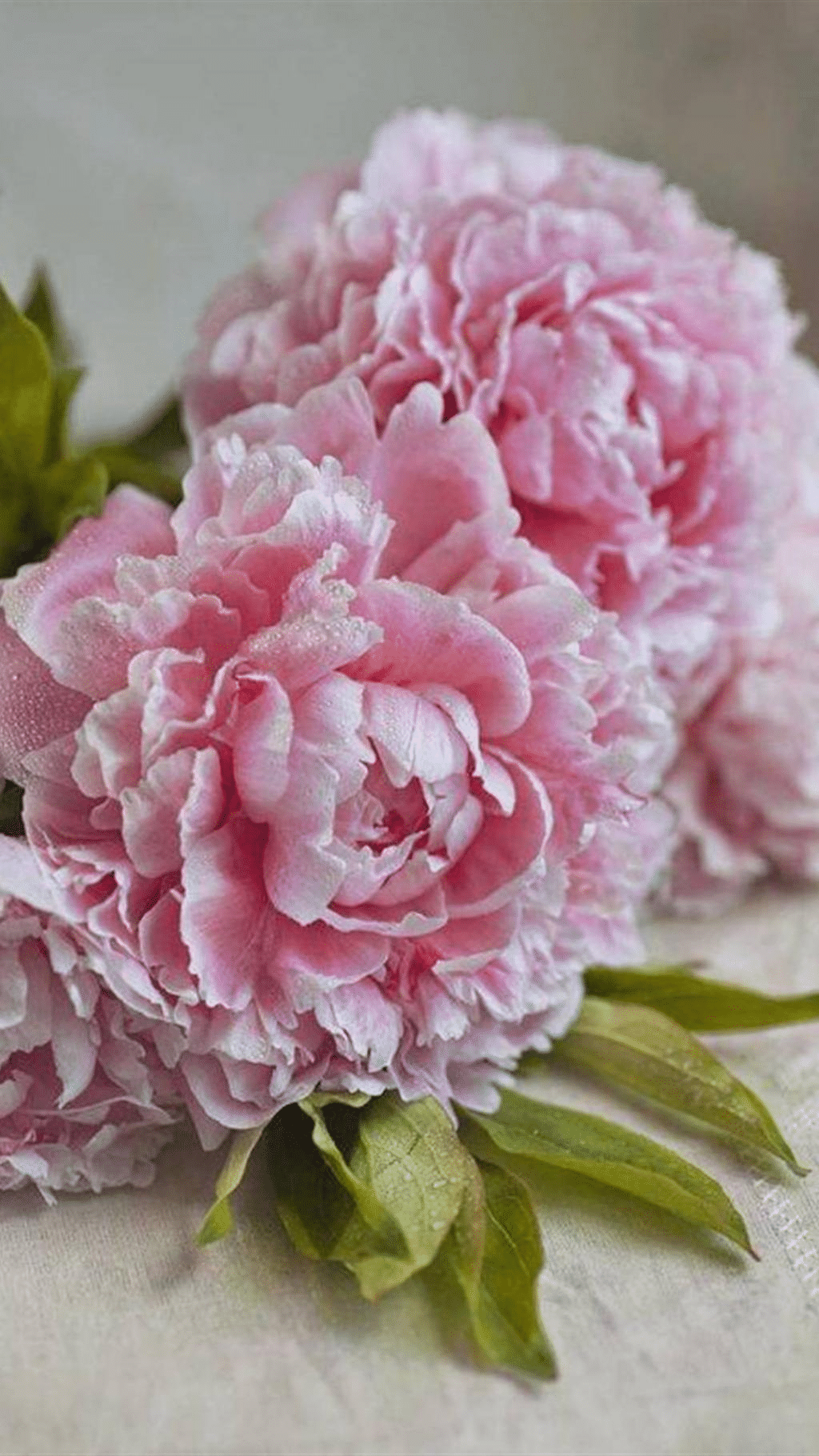 10Pcs Peony Flower Seeds Perennial Paeonia Suffruticosa Bonsai Plants Home Garden
