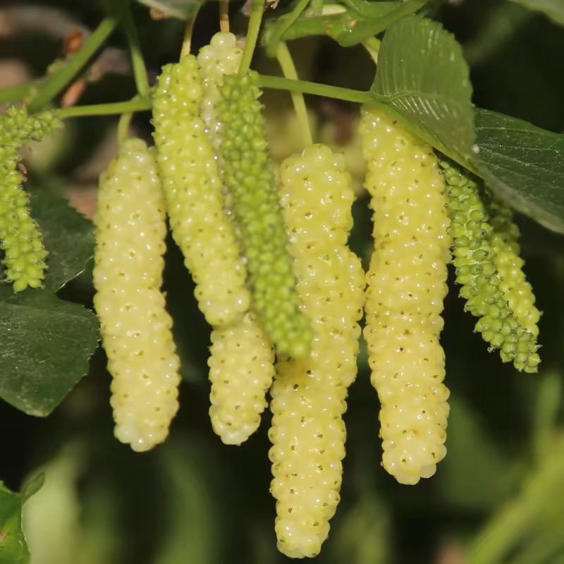 🍇 Long Mulberry Seeds – Sweet, Juicy, and Abundant Harvests!