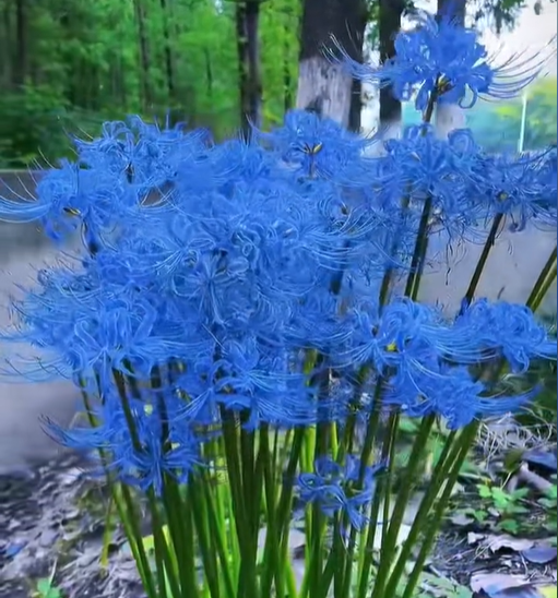 Rare Spider Lily Bulbs  2/5 pcs-chloriseeds
