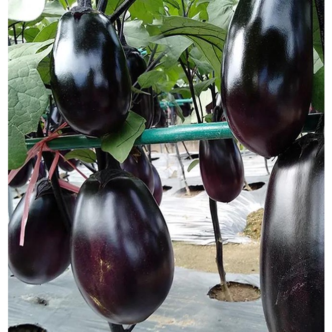 🍆 Green Can Eggplant Seeds – High-Yield, Flavorful & Adaptable