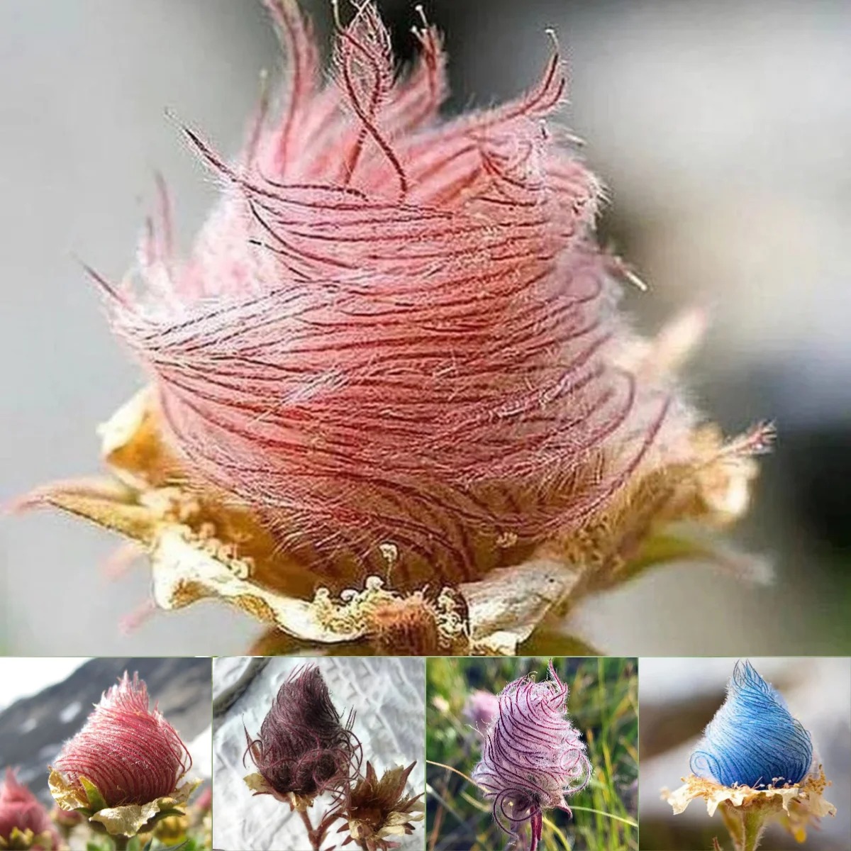 Rare Prairie Smoke Flower Seeds