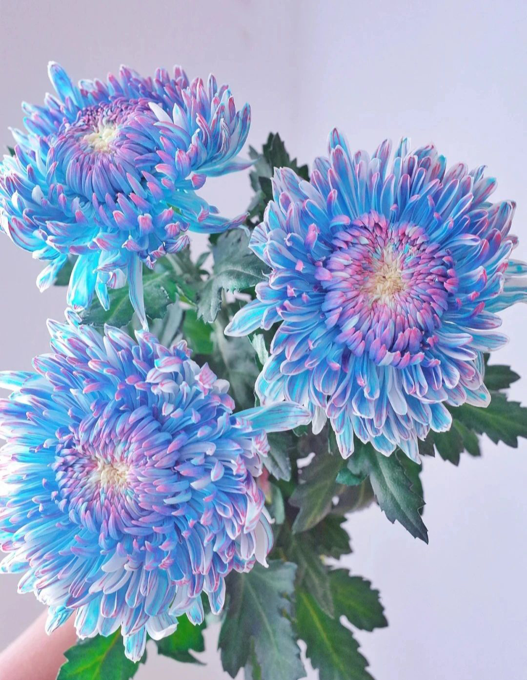 Starry Sky Peony Chrysanthemum Seeds-chloriseeds