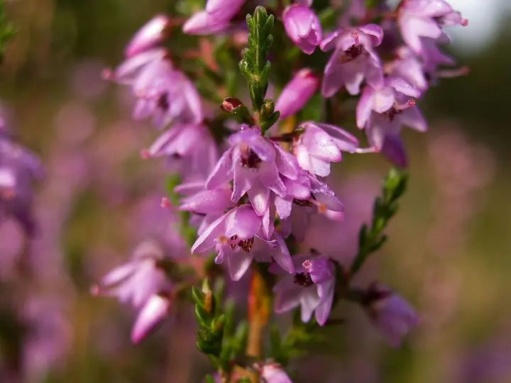 Purple Heather-callun-chloriseeds