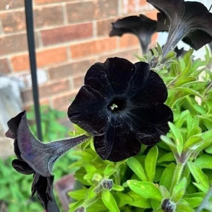 Black Petunia Seeds