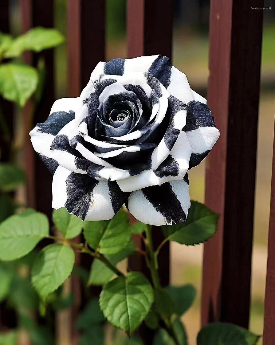 🤍Rare Black and White Twin Roses🖤