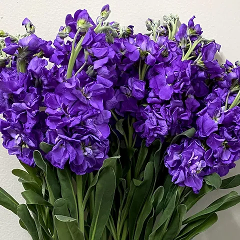 Cut Flower Stock Seeds, Cut Violet Seeds