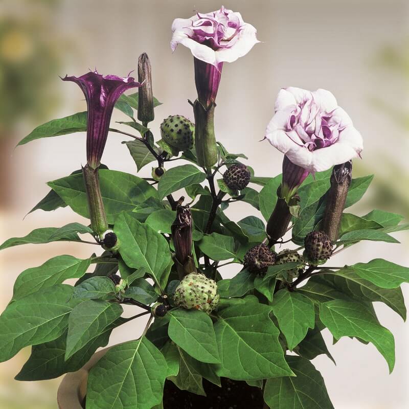 50pcs/Bag Datura Brugmansia Seeds Potted Bonsai Trumpets Angel Flower Seeds