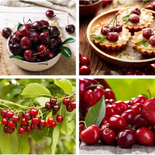 Fully Imported Chilean Chelsea Seeds Sweet Cherry Seeds