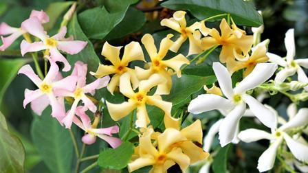 Windmill Jasmine Seeds