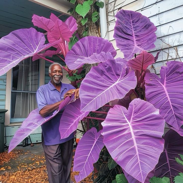 🌿Fascinating giant caladium🌈