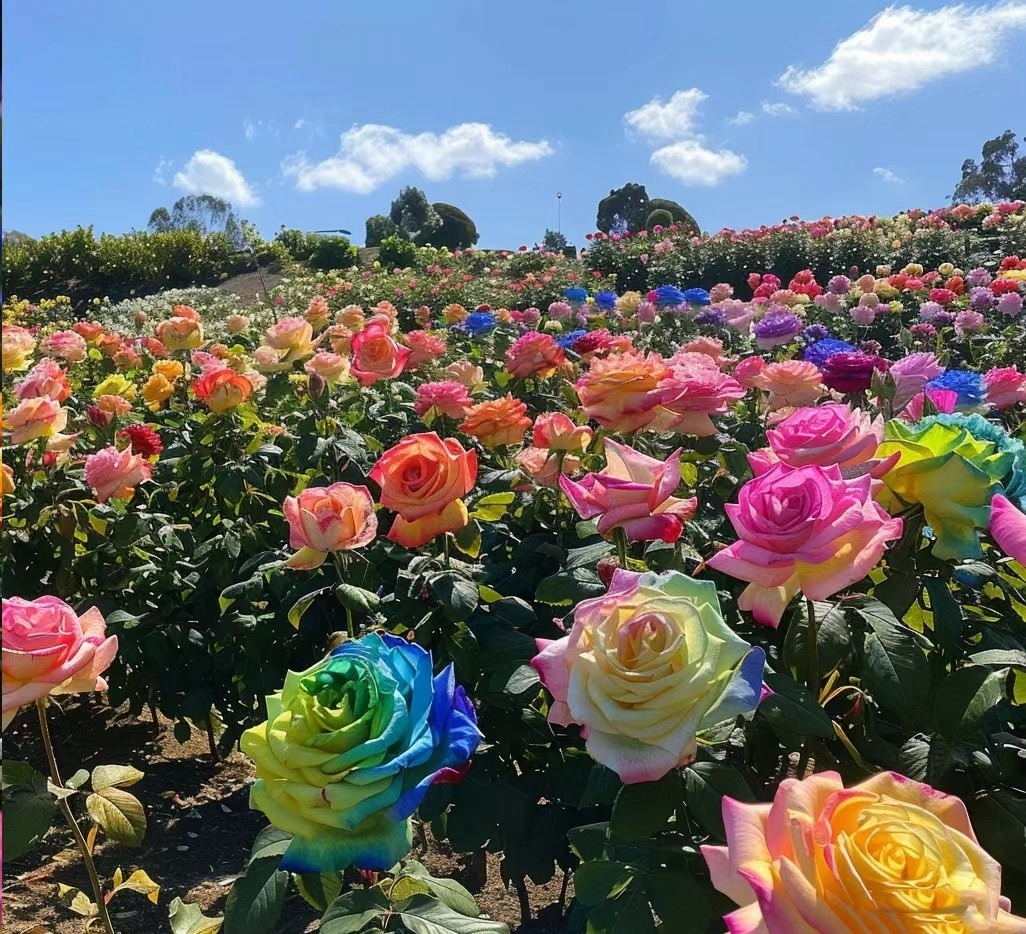 Colorful Rose Sea Seeds