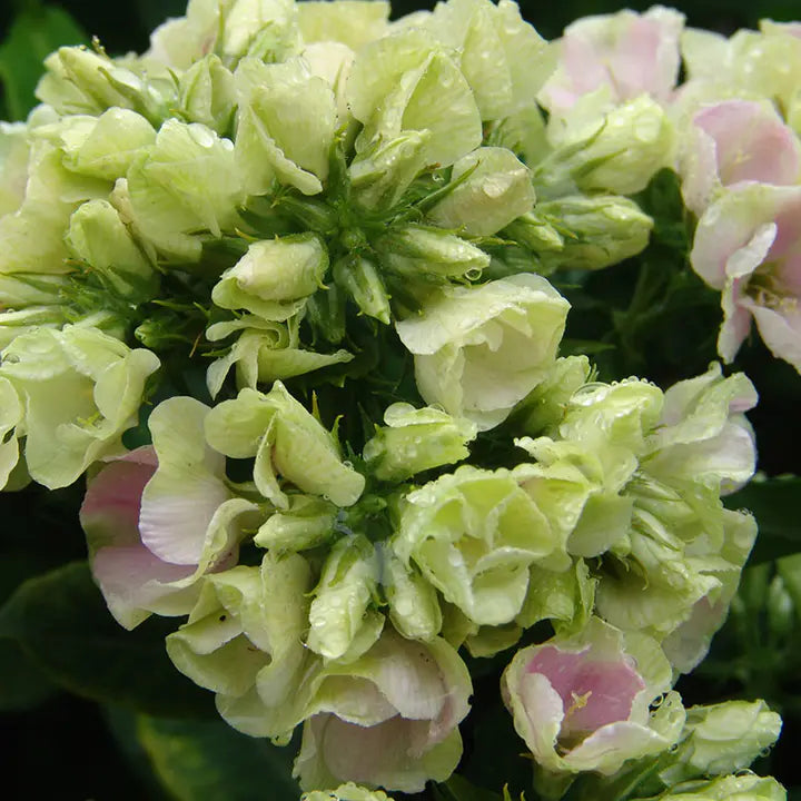 Phlox Beauty Mixed Color - Flower Seeds-chloriseeds