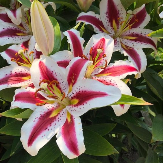 🌸 Rare Color Lily Seeds – Blooms of Elegance and Grace 🌸