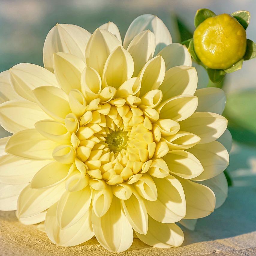 GINGER SNAP-chloriseeds