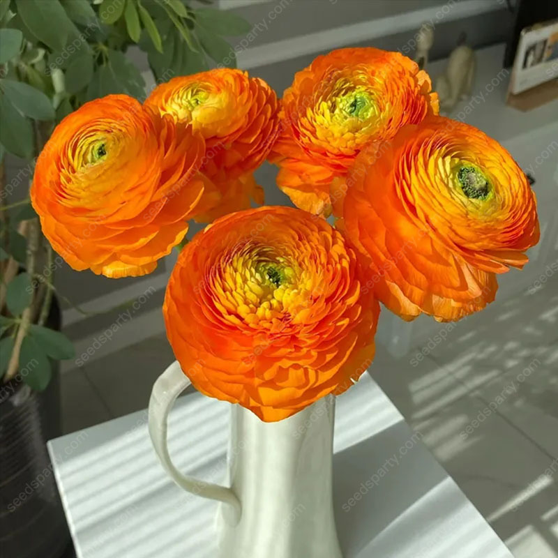 💥37%OFF Mixed-Color Ranunculus Bulb