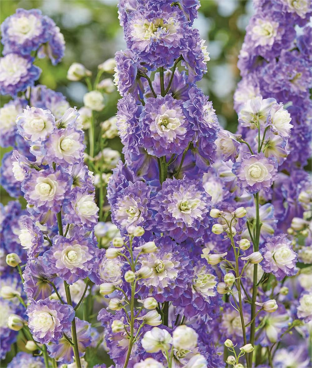 Delphinium Seeds🌸Suitable for autumn & winter