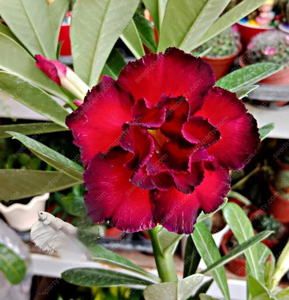 💐Desert Rose Seeds💖Various Colors🌱Long Flowering Period 
