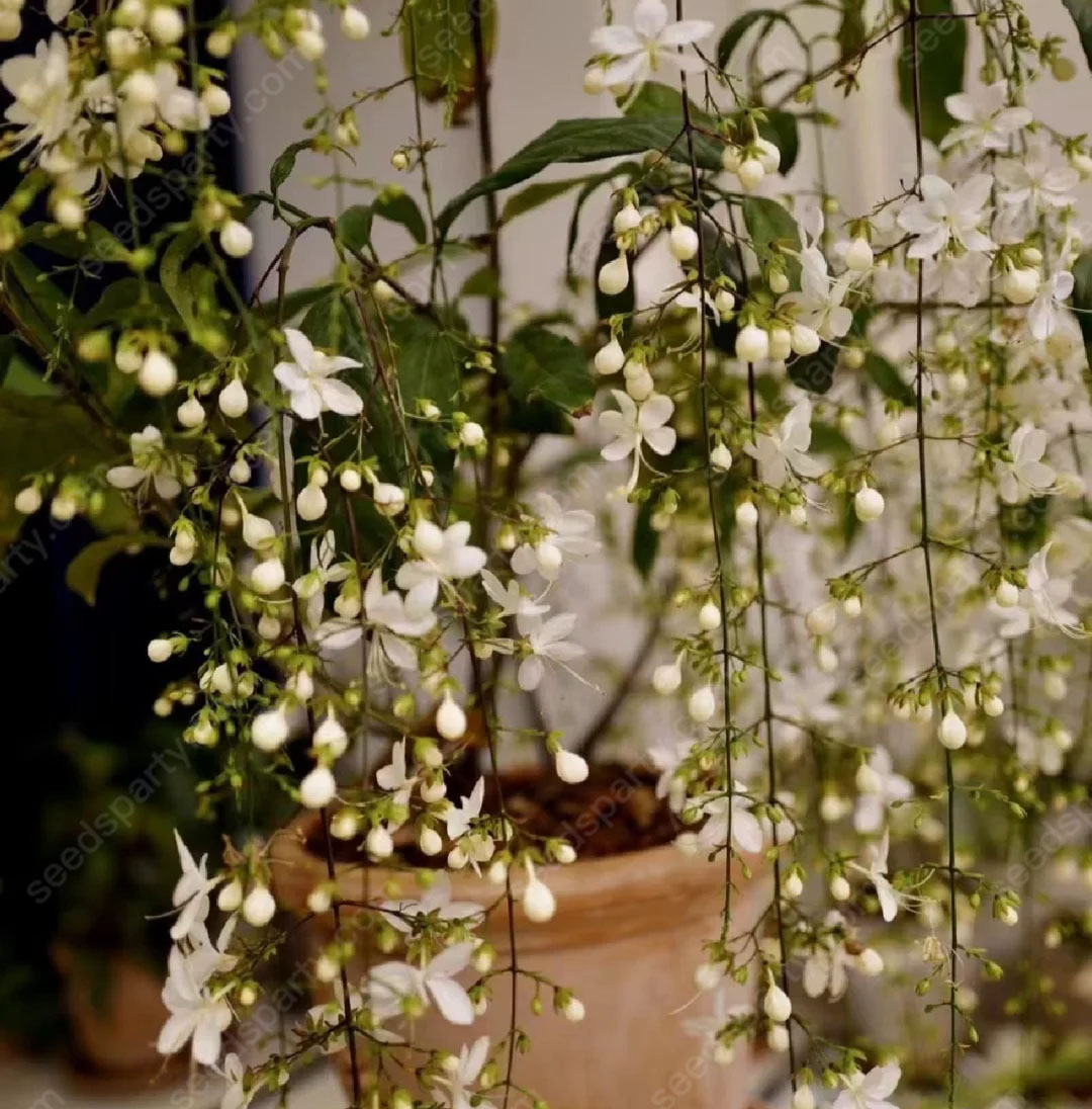 47%OFF🌱Trailing Jasmine Flowers Seeds