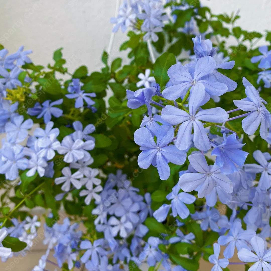 🚀Extremely discounts🌱Blue Plumbago Seeds Easy to Grow with an Extended Bloom Period