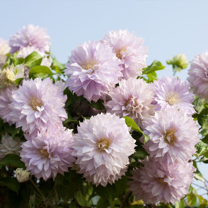 Mixed-Color Climbing Clematis Flower