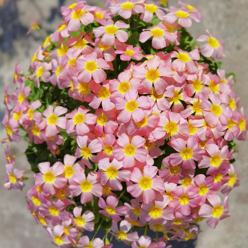 Rare Oxalis Glabra 100 Seeds