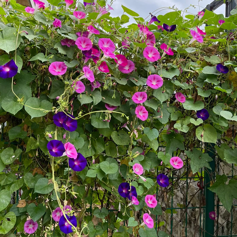 🔥Hot Selling🪴 Morning Glory Climbing Plants - 200 Seeds💥37%OFF