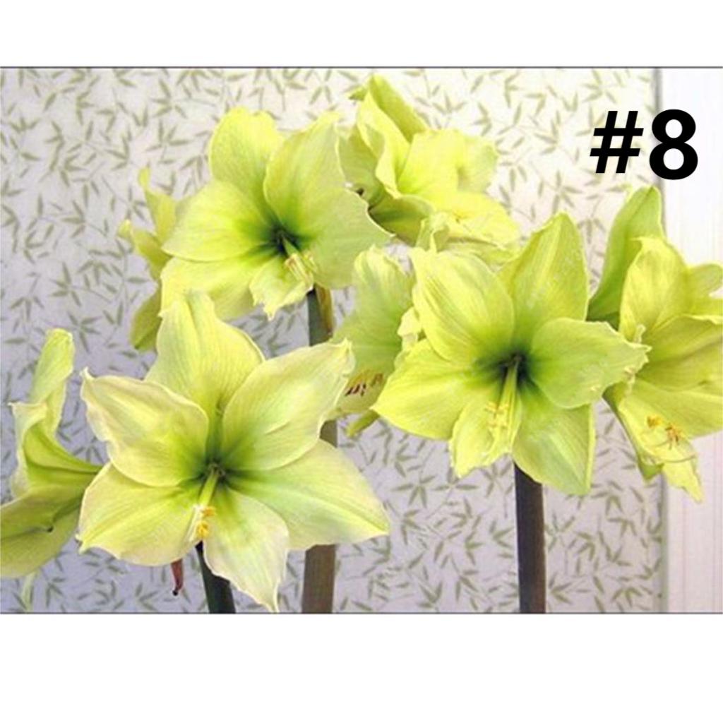 50pcs Hippeastrum Rutilum Seeds Bonsai Home Garden Balcony Plants-chloriseeds