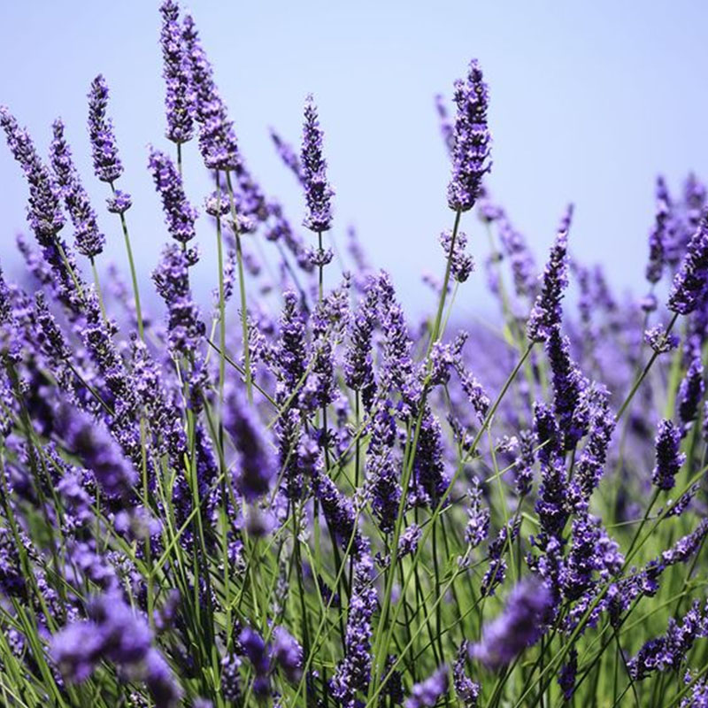 Lavender Herb Seeds - Perennial