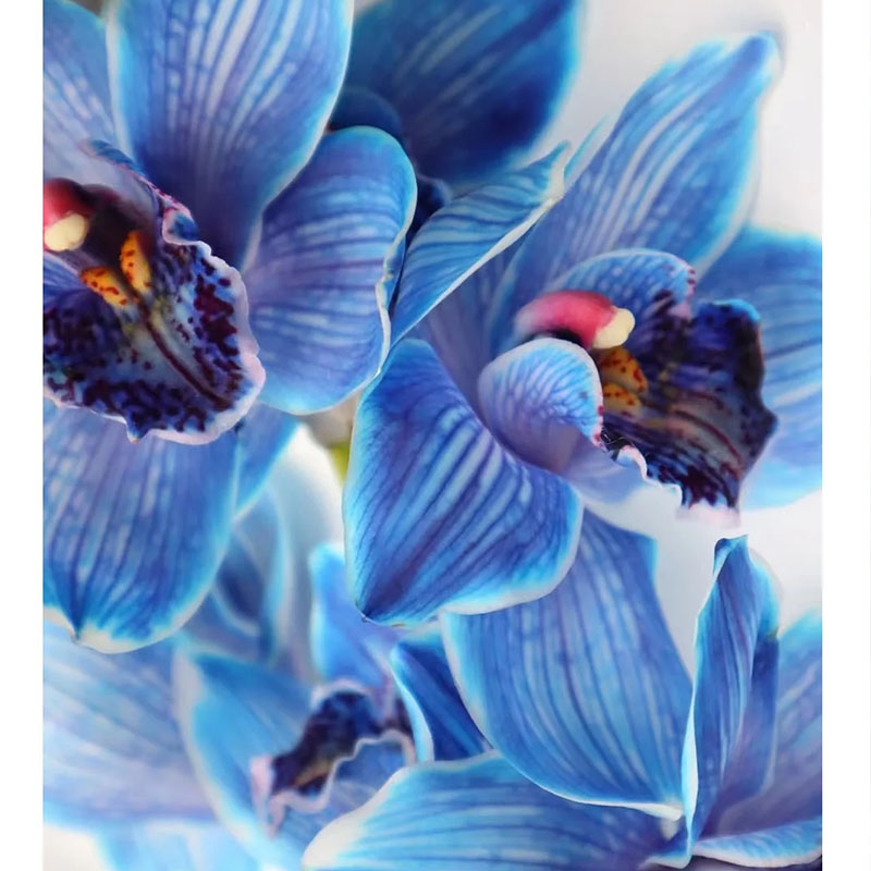 Cymbidium Orchid Seeds, Rare Cymbidium Seeds