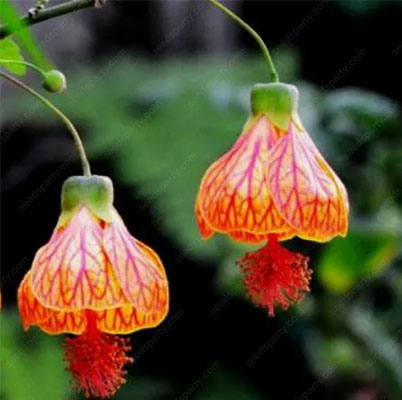 🌈New product launch🦄Abutilon pictum seeds✨Flowers bloom upside down