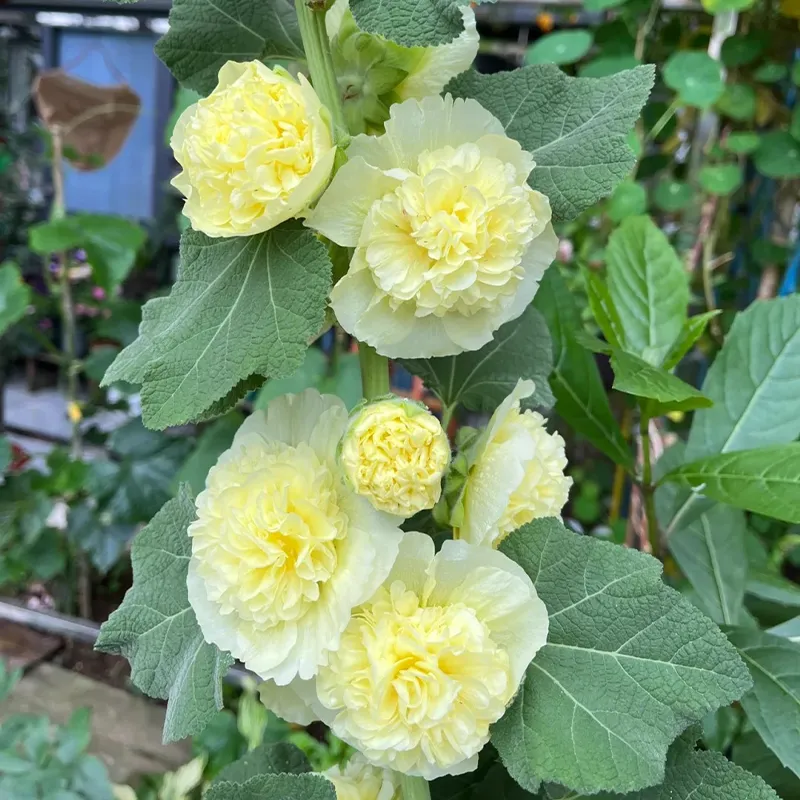 🌸 Beautiful hollyhocks: easy to plant, bloom year after year! 🌸