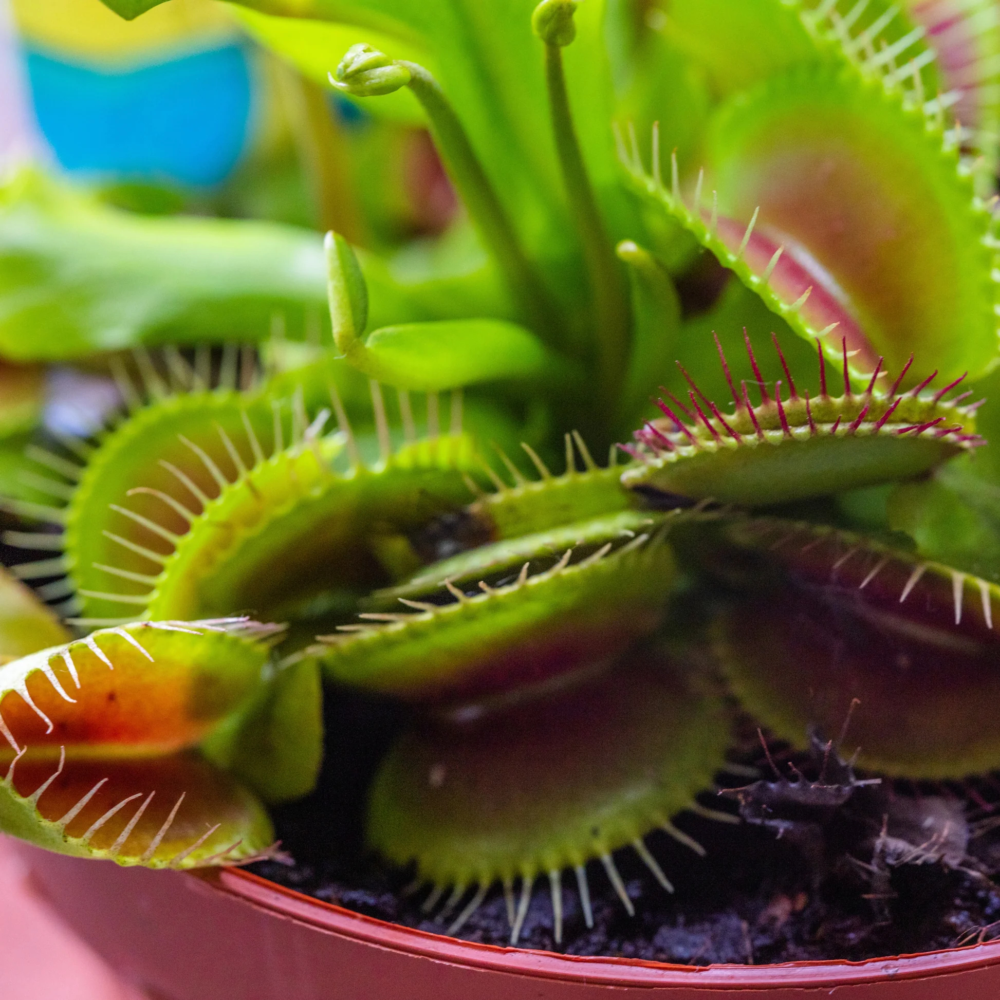 Carnivorous Plants Seeds