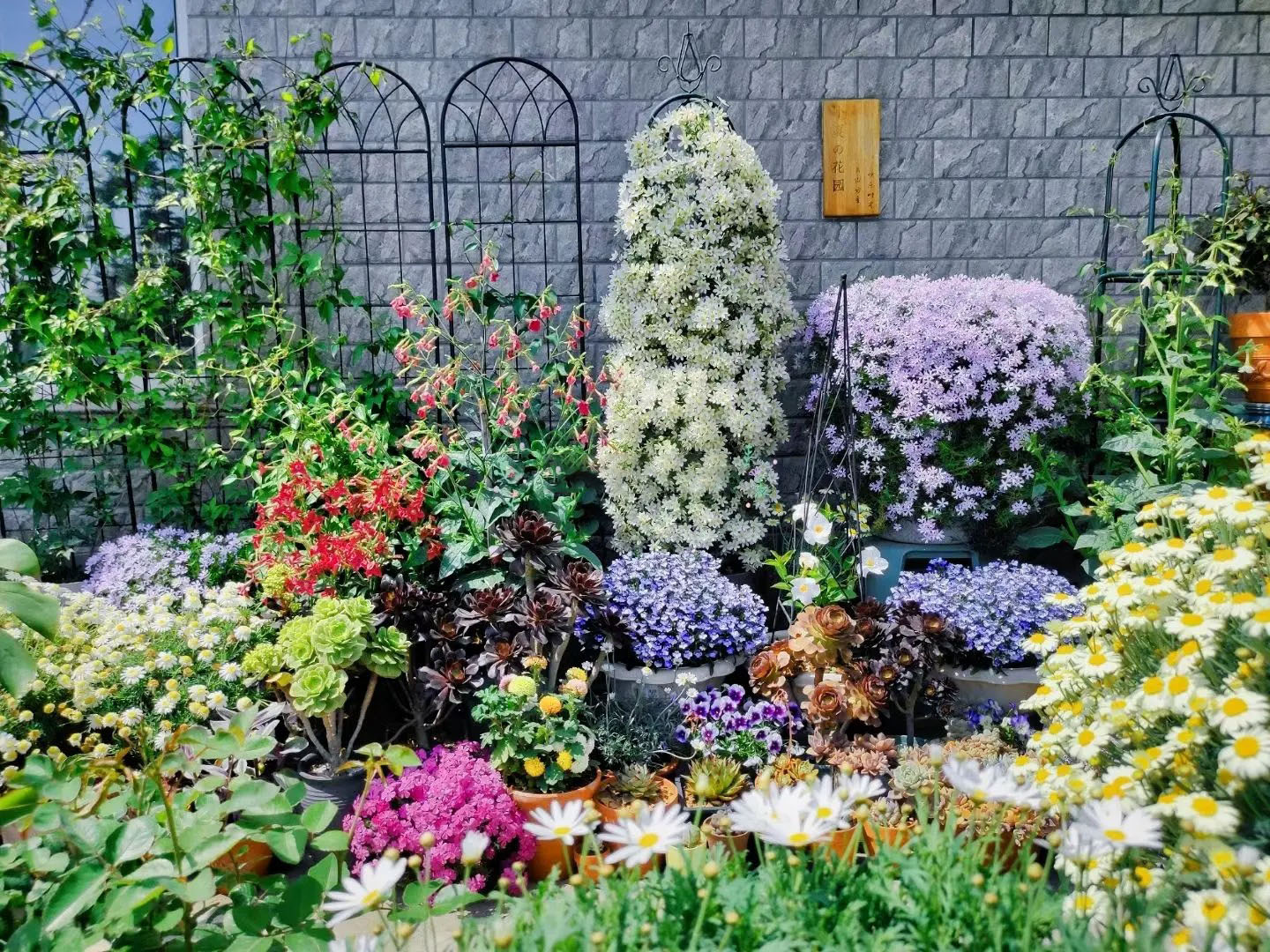 Creeping Phlox:Ground Cherry Blossoms