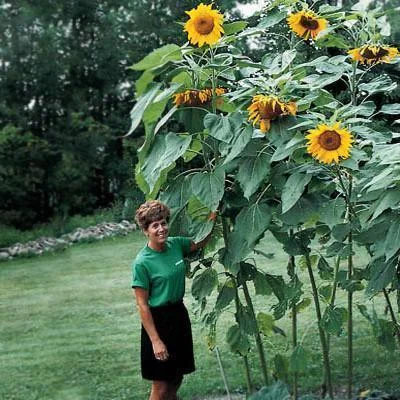 🌻Black and Red Sunflower (Helianthus annuus) – Dramatic & Unique Garden Centerpiece🌻 