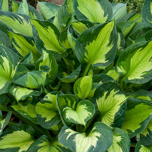 Colored Hulk Hosta-chloriseeds