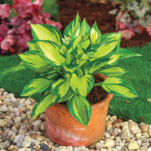 Colored Hulk Hosta-chloriseeds