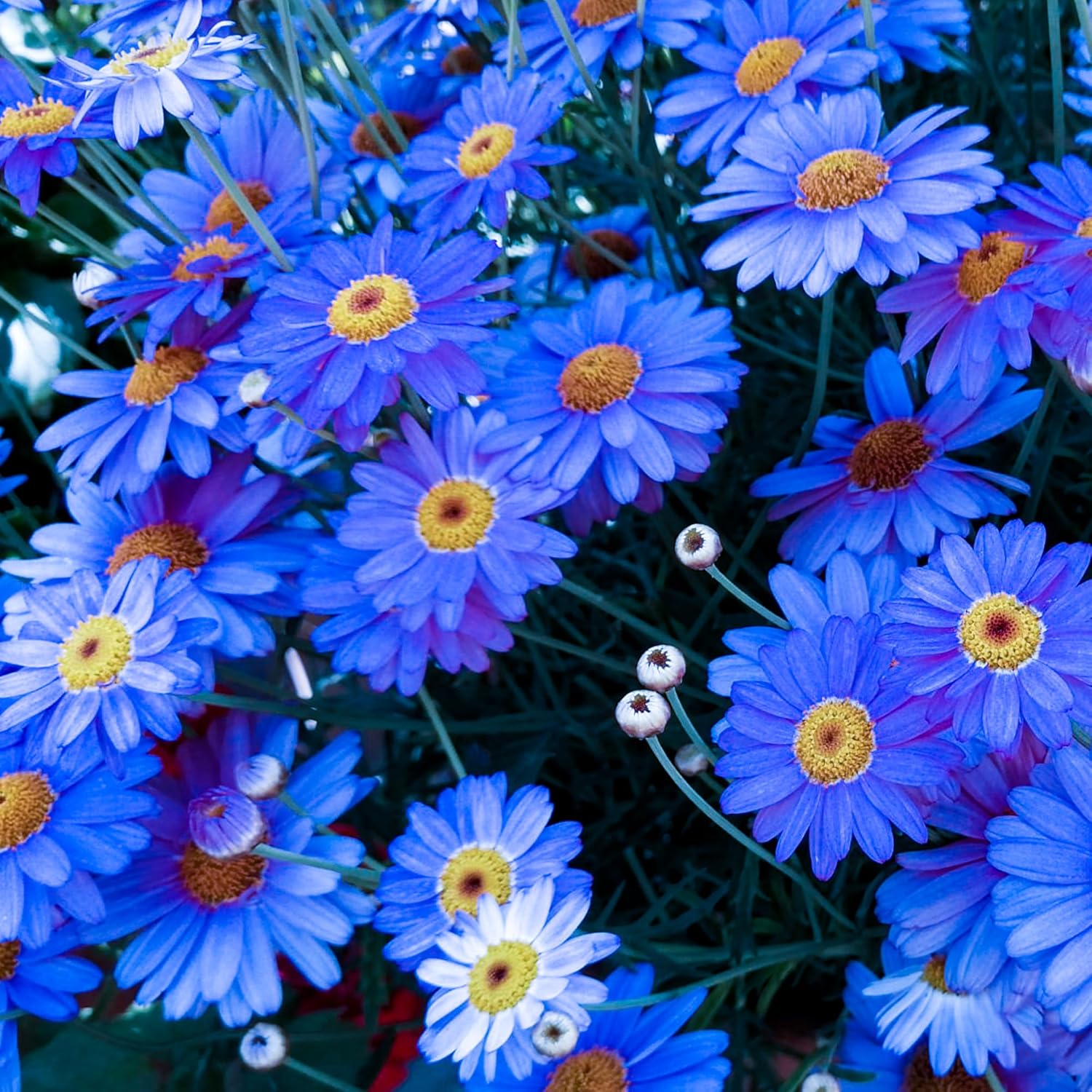 Natural Pest Killer: Mixed Color Pyrethrum Daisy Seeds