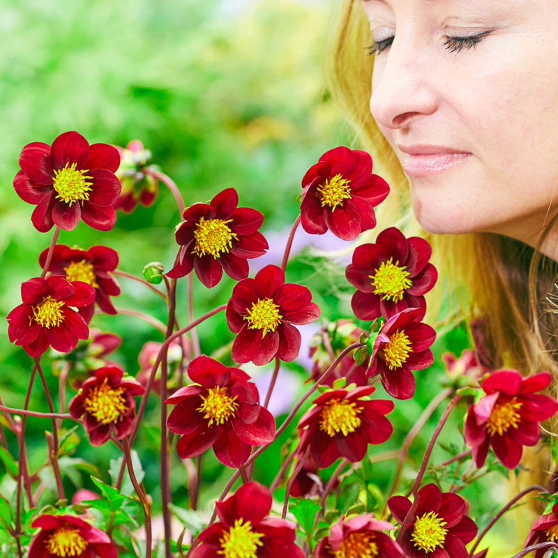 Mexican Star Dahlia-chloriseeds