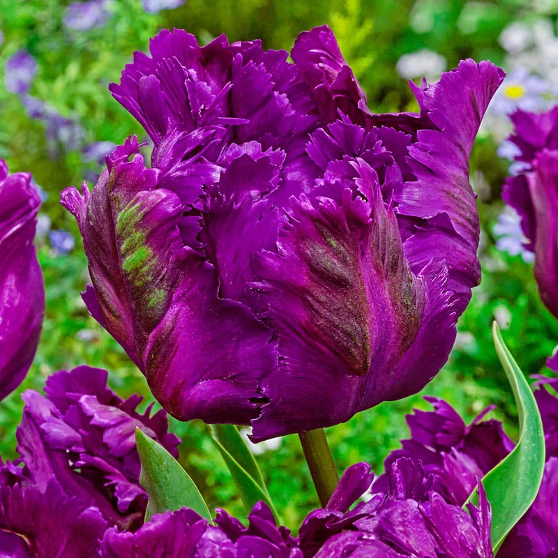 🌷Double  Feather Tulips Bulbs