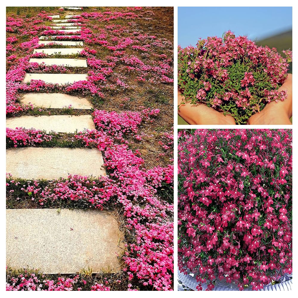 creeping thyme seeds
