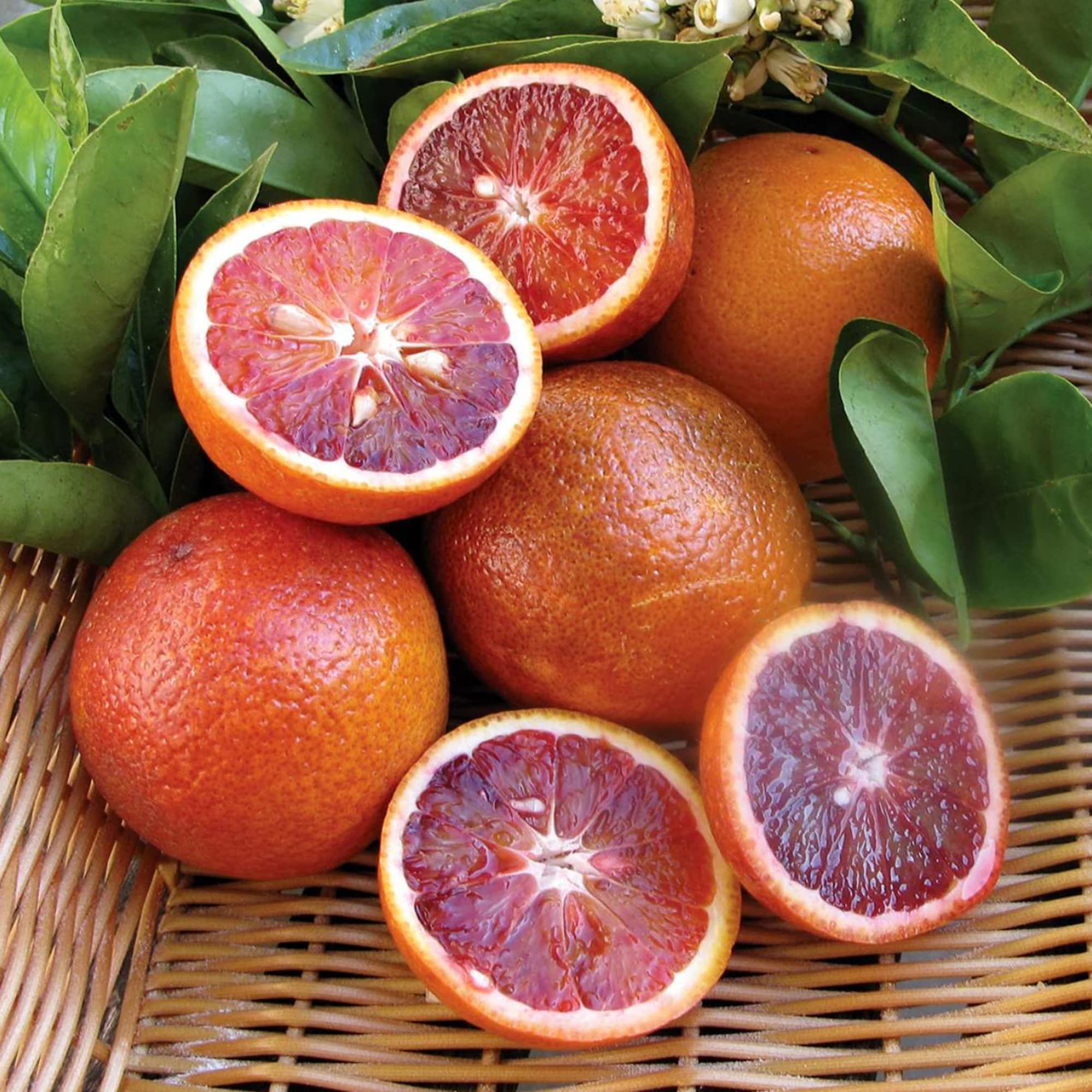 🍊 Blood Orange Seeds – Rare, Vibrant, and Packed with Nutrition