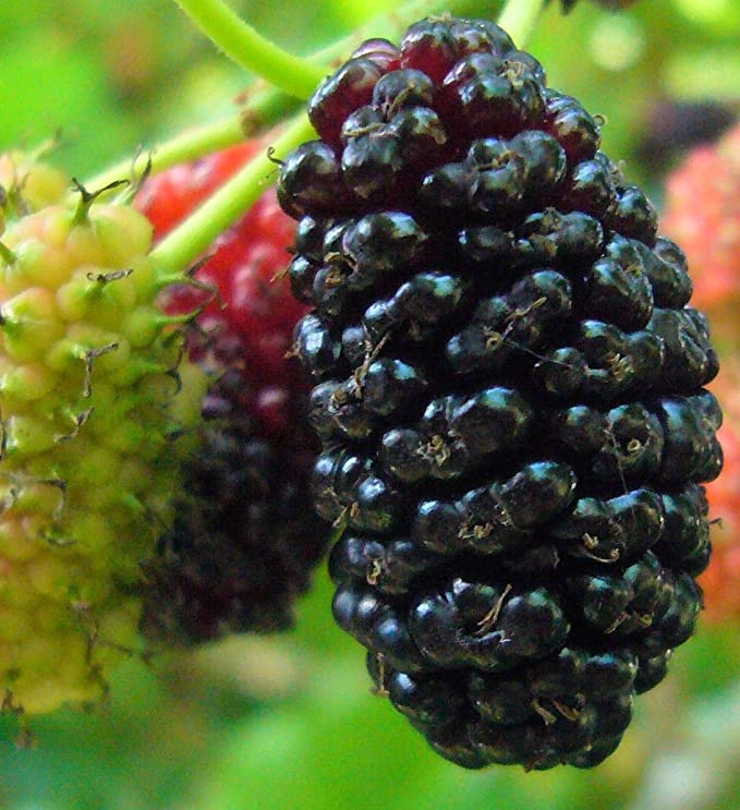 Stratified Raspberry Fruit Seeds-chloriseeds