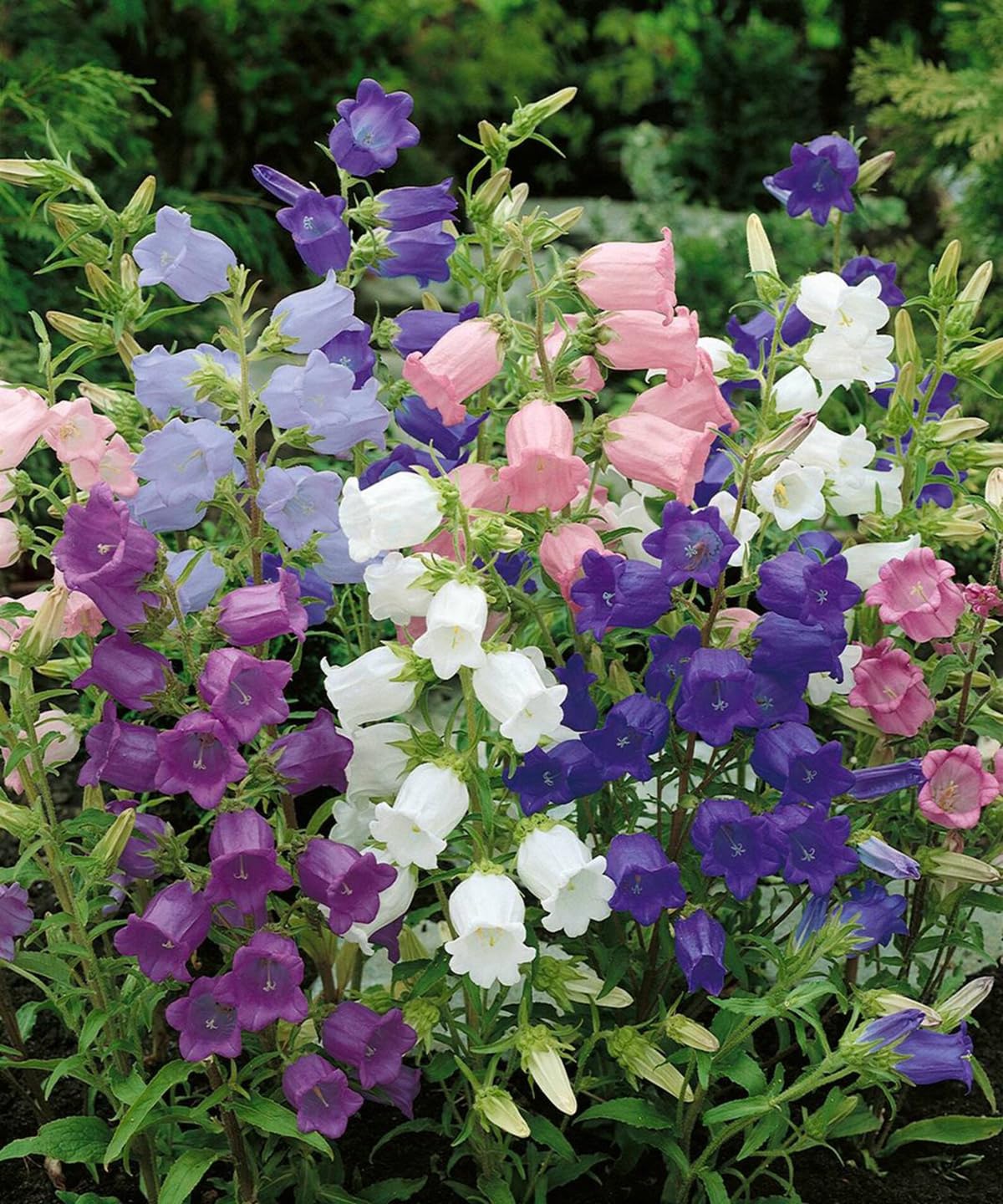 100+ Mix Campanula Bellflowers Seeds Bell Flower Tussock BalloonFlower Plants Home Garden