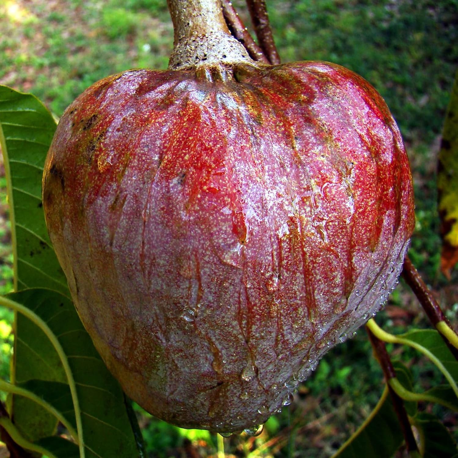 Red Custard Apple Tree Seeds